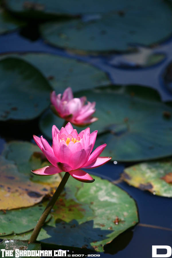 Click here to go to the Gallery containing this image