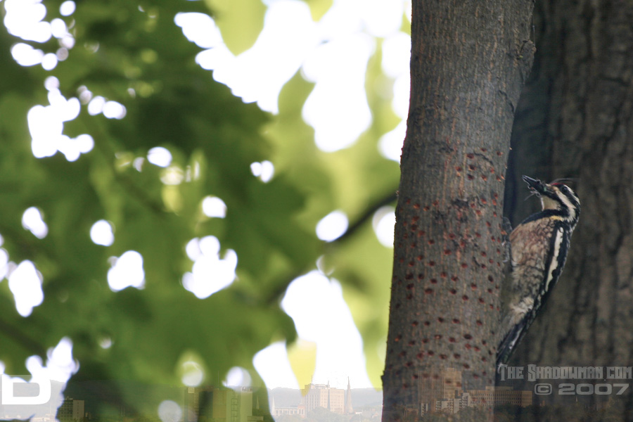 Click to visit my personal gallery