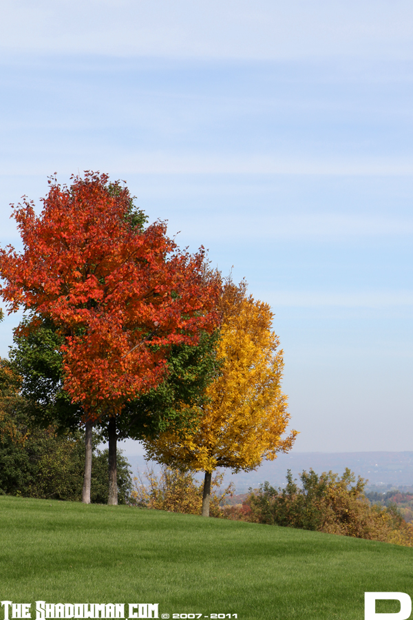 Click here to go to the Gallery containing this image