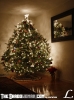 MyTree.jpg