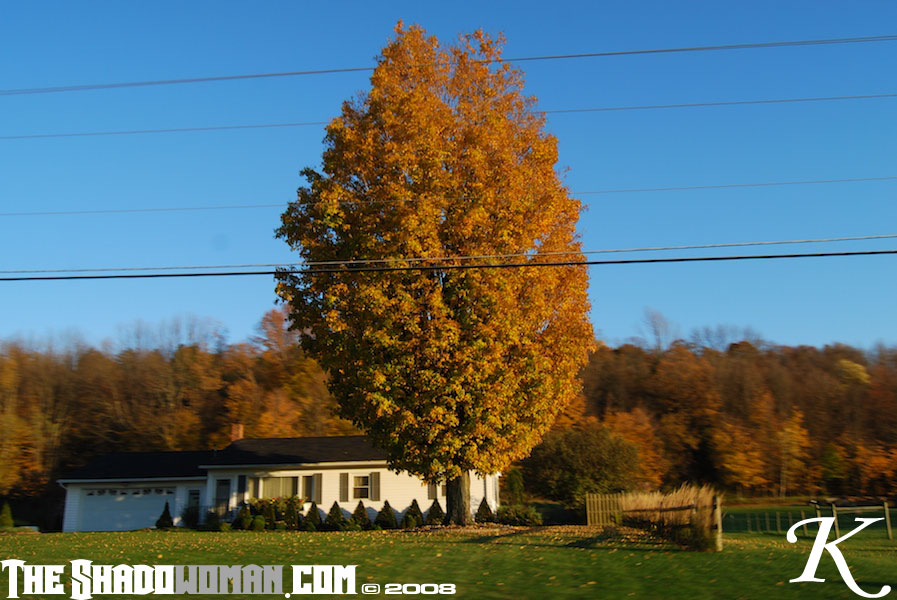 Click here to go to the Gallery containing this image