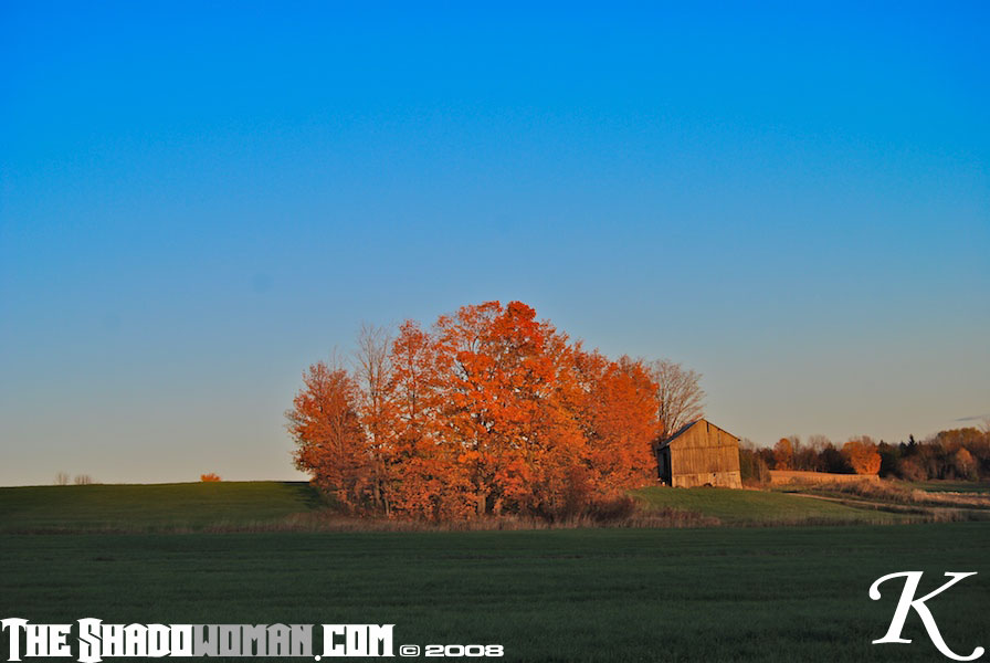 Click here to go to the Gallery containing this image